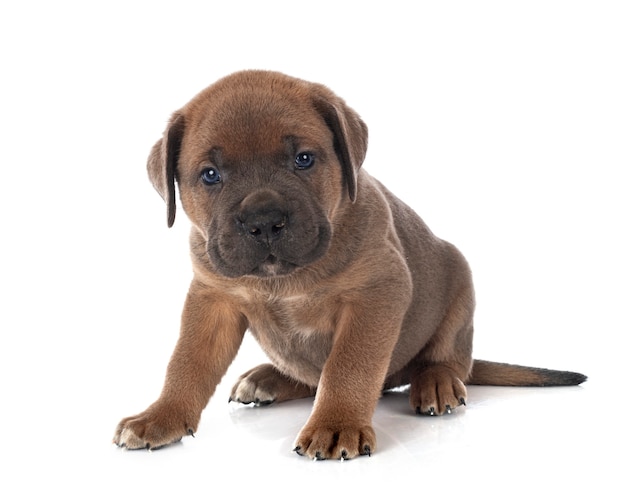 Chiot Mastiff italien devant fond blanc