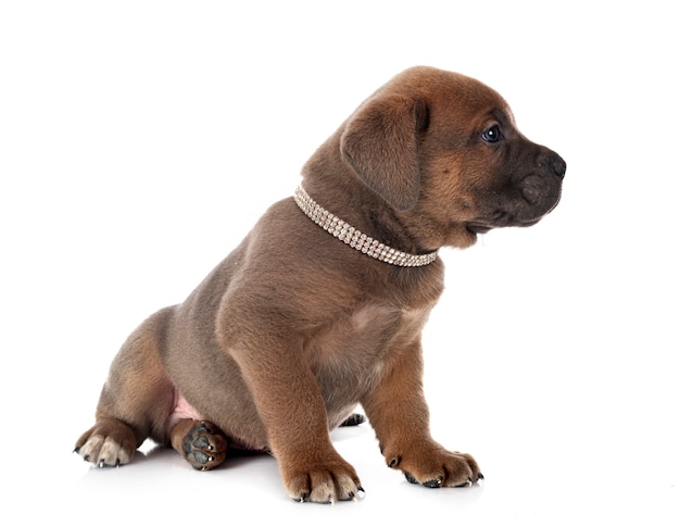 Chiot mastiff italien devant