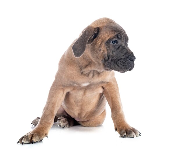 Chiot mastiff italien en face de surface blanche