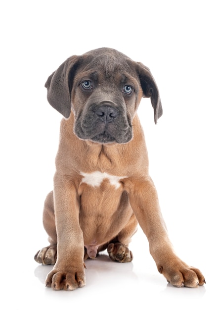 Chiot mastiff italien en face de surface blanche