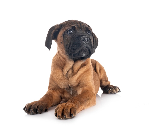 Chiot mastiff italien en face de surface blanche