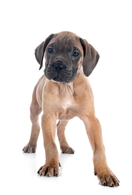 Chiot mastiff italien