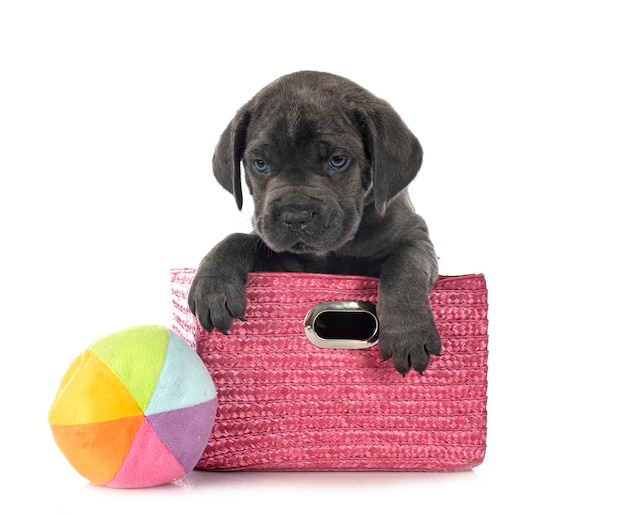 Chiot mastiff italien