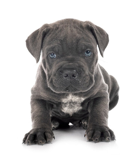 Chiot mastiff italien