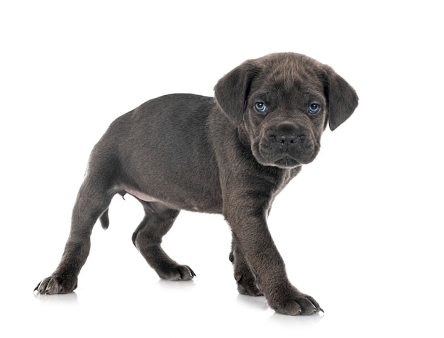 Chiot mastiff italien