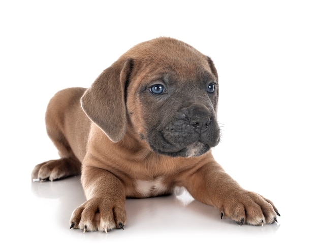 Chiot mastiff italien