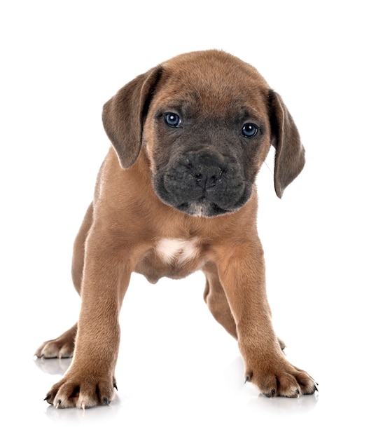 Chiot mastiff italien