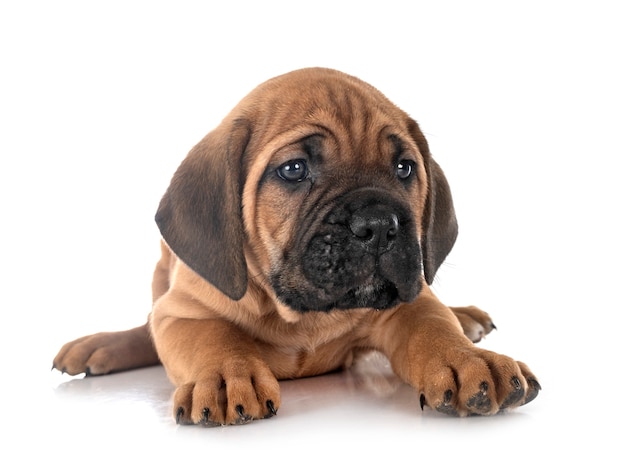 Chiot mastiff italien