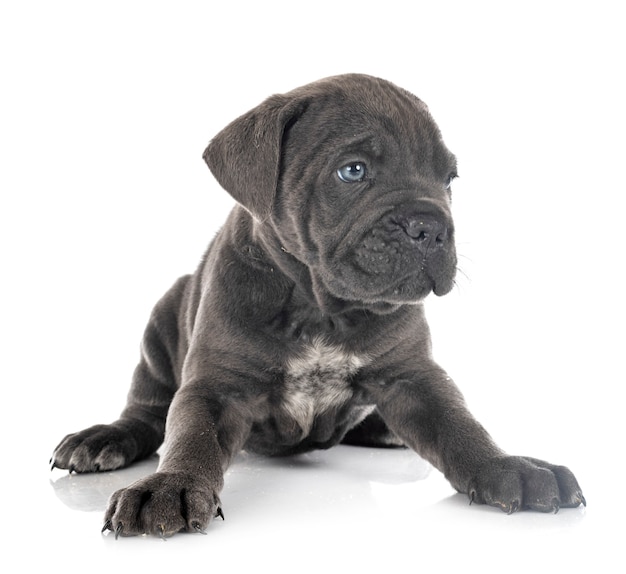 Chiot mastiff italien