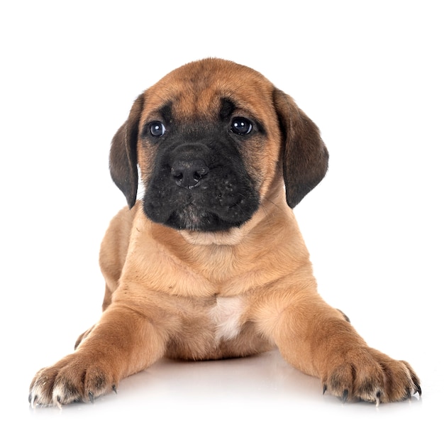 Chiot mastiff italien