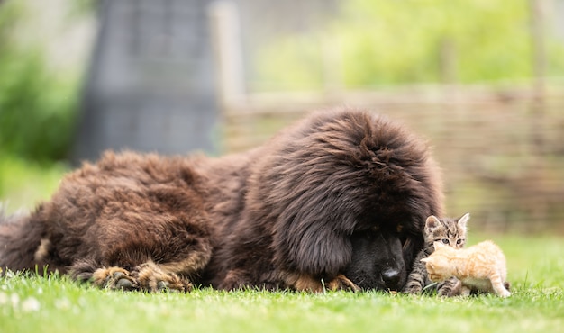 Chiot mastiff tibétain géant jouant amicalement avec de petits chatons tabby dans la cour sur l'herbe.