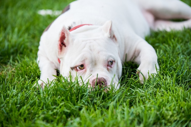 Chiot mignon American Bully dans l'herbe