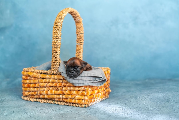 Chiot mignon ayant un sommeil confortable dans un panier Photo de haute qualité