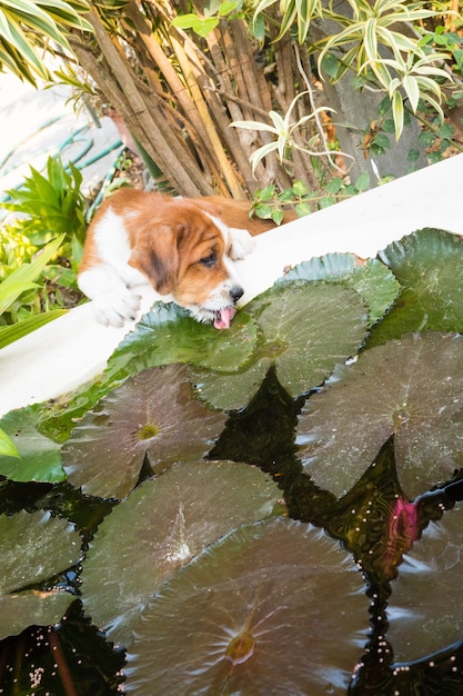 Chiot mignon boit l&#39;eau sur l&#39;étang, et de beaux lotus roses.