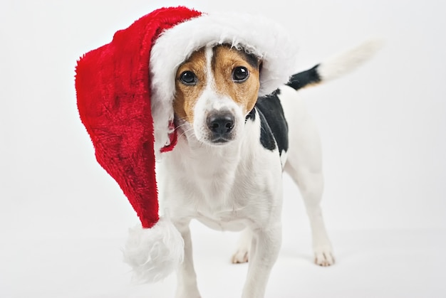 Chiot mignon avec bonnet rouge