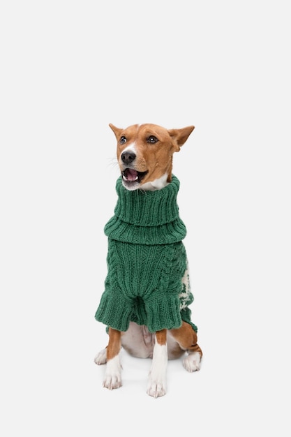 Chiot mignon de chien Basenji posant en pull vert isolé sur fond blanc