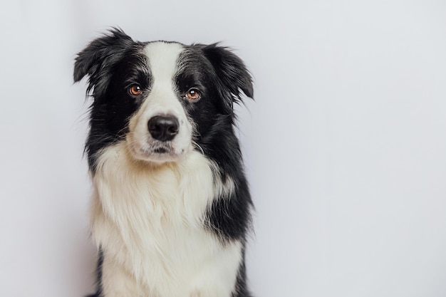 Chiot mignon chien border collie avec drôle de visage isolé sur fond blanc avec copie espace chien de compagnie lo