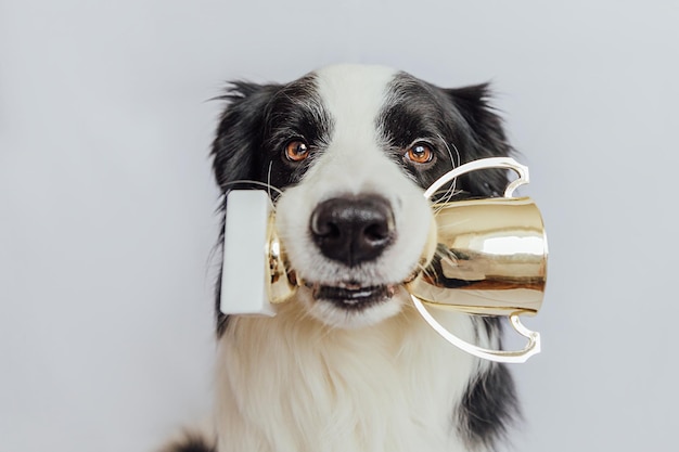 Chiot mignon chien border collie tenant la coupe du trophée du champion d'or dans la bouche isolé sur fond blanc