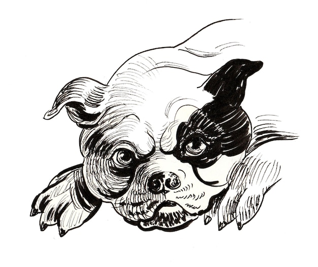 Photo chiot mignon de chien de taureau. dessin noir et blanc à l'encre