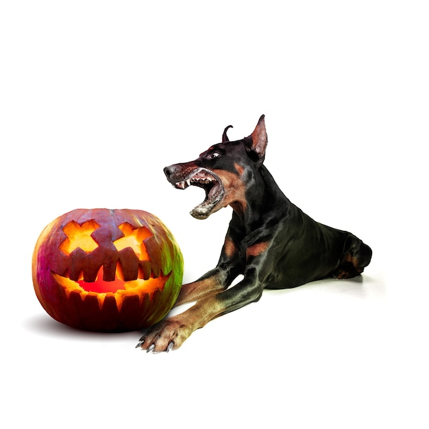 Chiot mignon avec citrouille d'halloween Jack-o-Lantern isolé sur fond de studio blanc. Rendez-vous des vacances d'automne avec une décoration traditionnelle. Concept d'amour, d'amusement, de vente, d'annonce de l'animal de compagnie. Espace de copie.