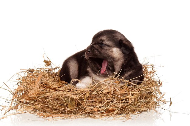 Un chiot mignon dans un nid sur un fond blanc