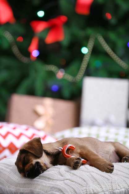 Chiot mignon dormant sur un oreiller sur la surface de Noël