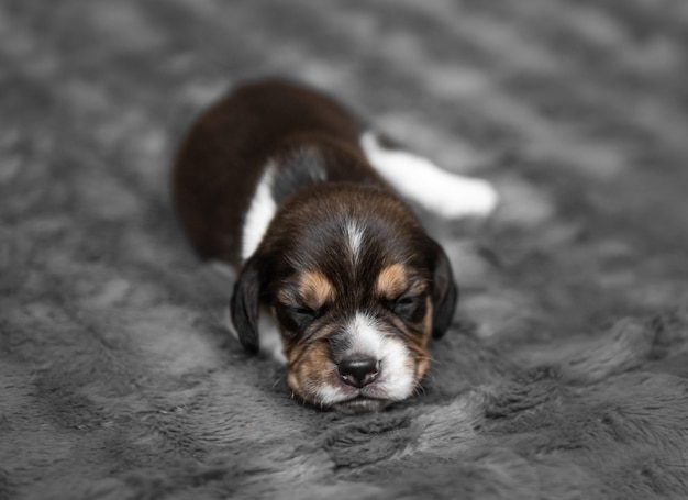 Chiot mignon dormant sur voile