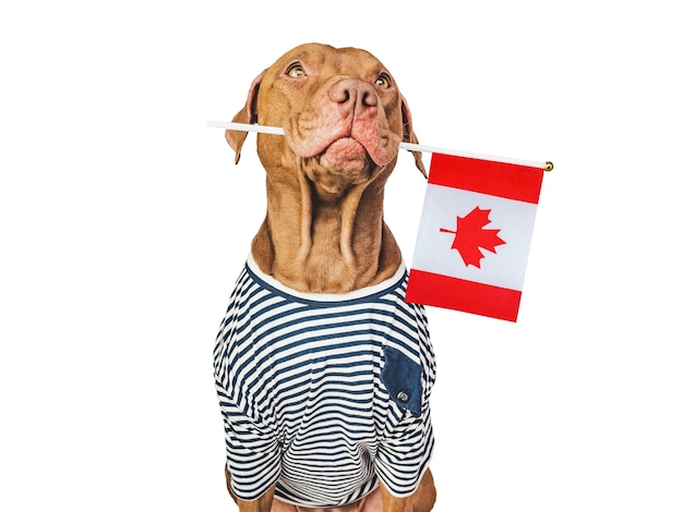 Chiot mignon avec drapeau canadien Studio shot