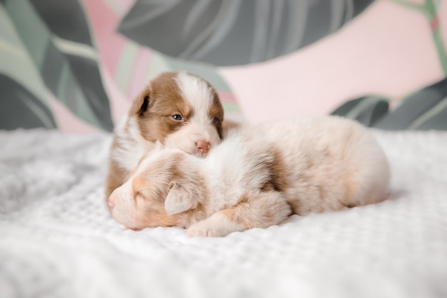 Chiot mignon drôle sur le lit blanc Pain de chien australien Chien de berger australien