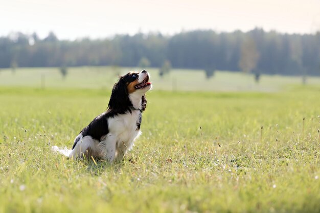 Chiot mignon d'épagneul cavalier assis sur l'herbe et levant les yeux