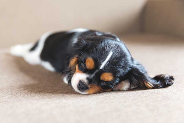 Chiot mignon d'épagneul cavalier dormant sur un canapé