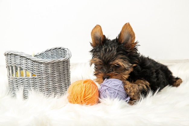 Chiot mignon est joué dans la salle. Chiot Yorkshire Terrier