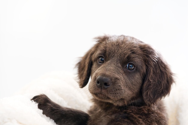 Chiot mignon sur fond blanc Hovawars race mignon jeune chiot