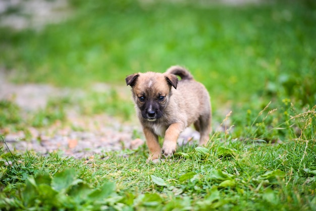 Chiot mignon sur l'herbe verte