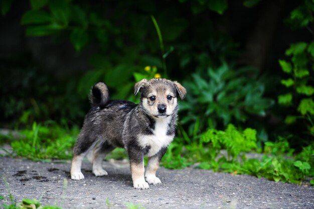 Chiot mignon sur l'herbe verte