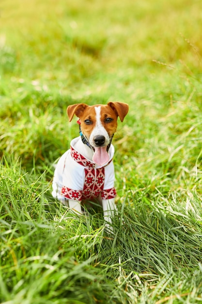 Chiot mignon Jack Russell terrier un patriote de l'Ukraine