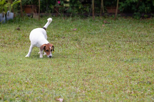 Chiot mignon joue sur la cour verte