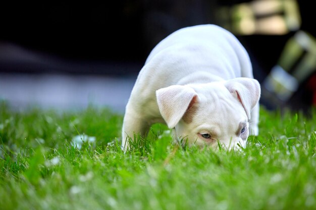 Un chiot mignon joue sur les marches Concept des premières étapes de la vie des animaux une nouvelle génération Puppy American Bully Copy space