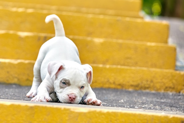 Un chiot mignon joue sur les marches Concept des premières étapes de la vie des animaux une nouvelle génération Puppy American Bully Copy space