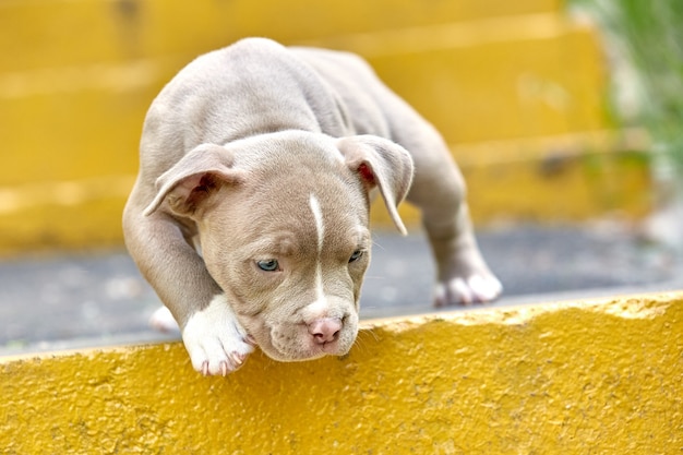 Un chiot mignon joue sur les marches. Concept des premiers pas de la vie, les animaux, une nouvelle génération. Puppy American Bully.