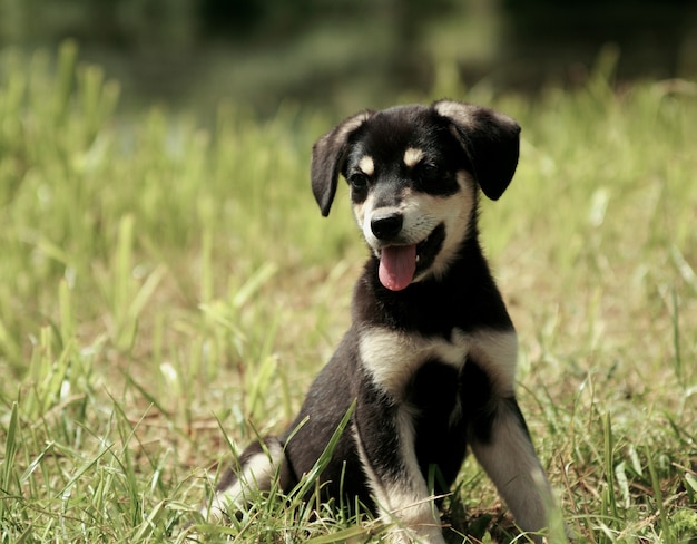 Chiot mignon avec langue