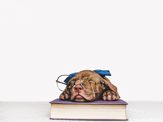 Chiot Mignon Et Livres Vintage. Retour à L'école