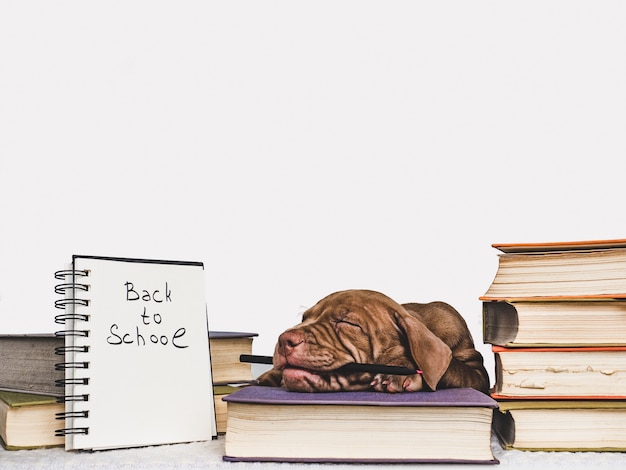 Chiot mignon et livres vintage. Retour à l'école