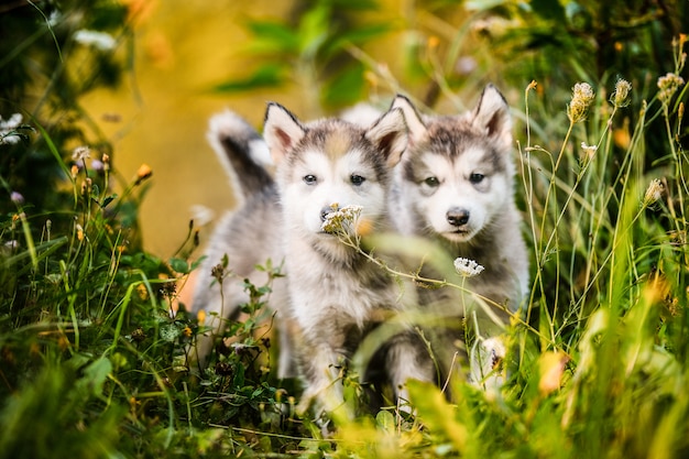 Chiot mignon malamute d'Alaska courir sur le jardin d'herbe