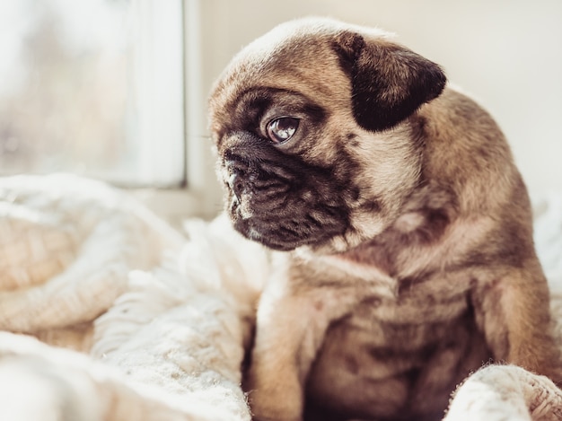 Chiot mignon et mignon assis sur une couverture blanche