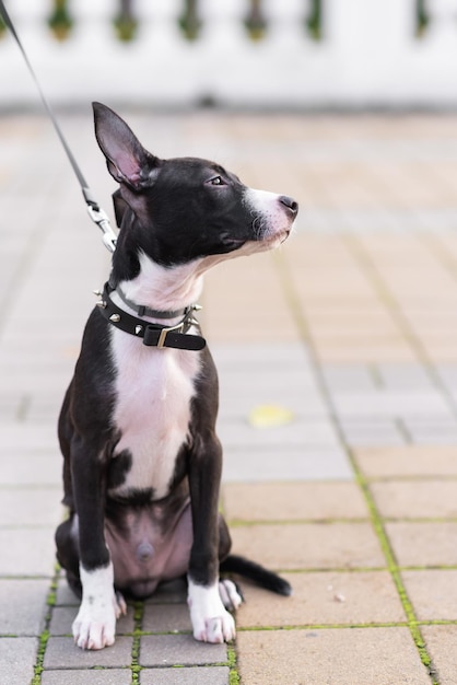 Chiot mignon en noir et blanc dans un collier avec des pointes assis à l'écart mélange de chien Staffordshire Terrier et Pit Bull Terrier