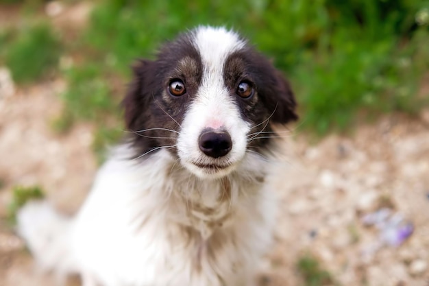 Chiot mignon noir et blanc avec des yeux adorables