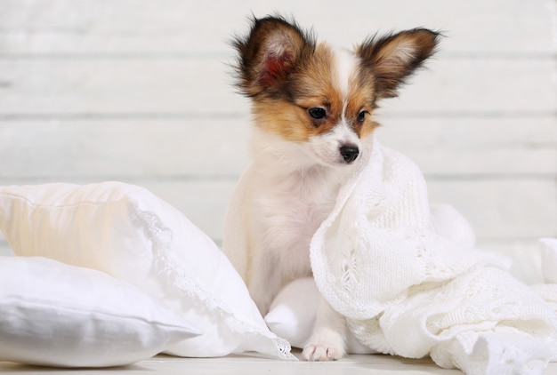 Chiot mignon sur des oreillers blancs