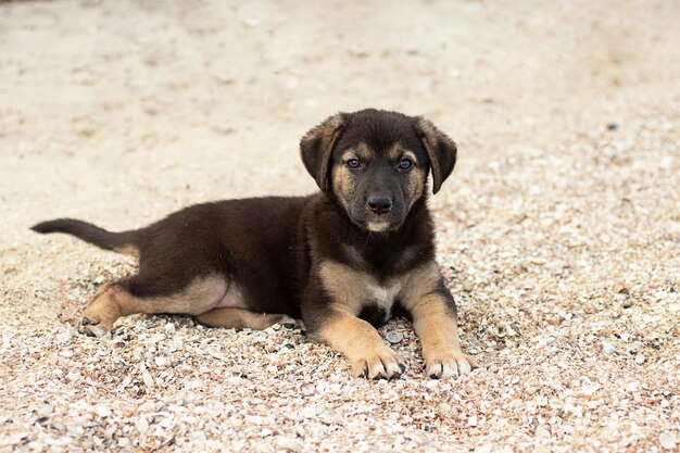 Chiot mignon pas domestique sur la plage