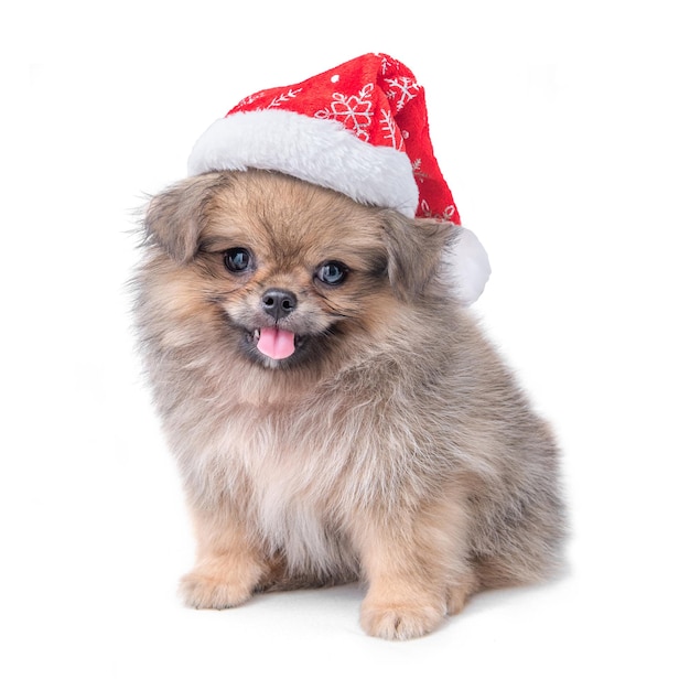 Chiot mignon poméranien race mixte pékinois chien en chapeau de père Noël pour joyeux Noël et bonne année, isolé sur fond blanc.